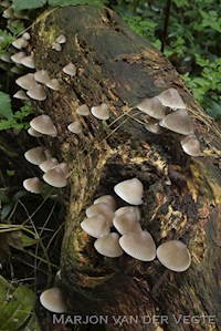 Bundelmycena